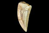 Serrated, Raptor Tooth - Real Dinosaur Tooth #158973-1